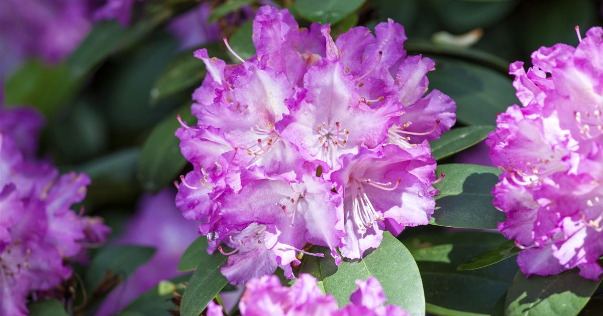 Rhododendron 'Quinte'