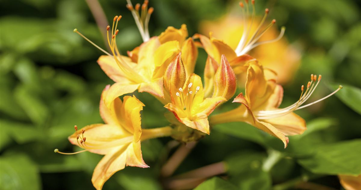 Rhododendron viscosum 'Arpege'