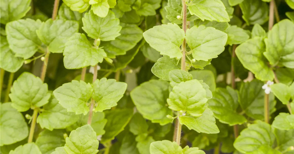 Satureja douglasii 'Indian Mint'