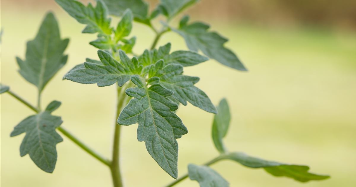 Solanum lycopersicum 'Rundfrucht'