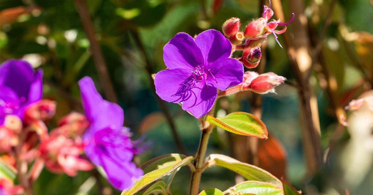 Tibouchina urvilleana