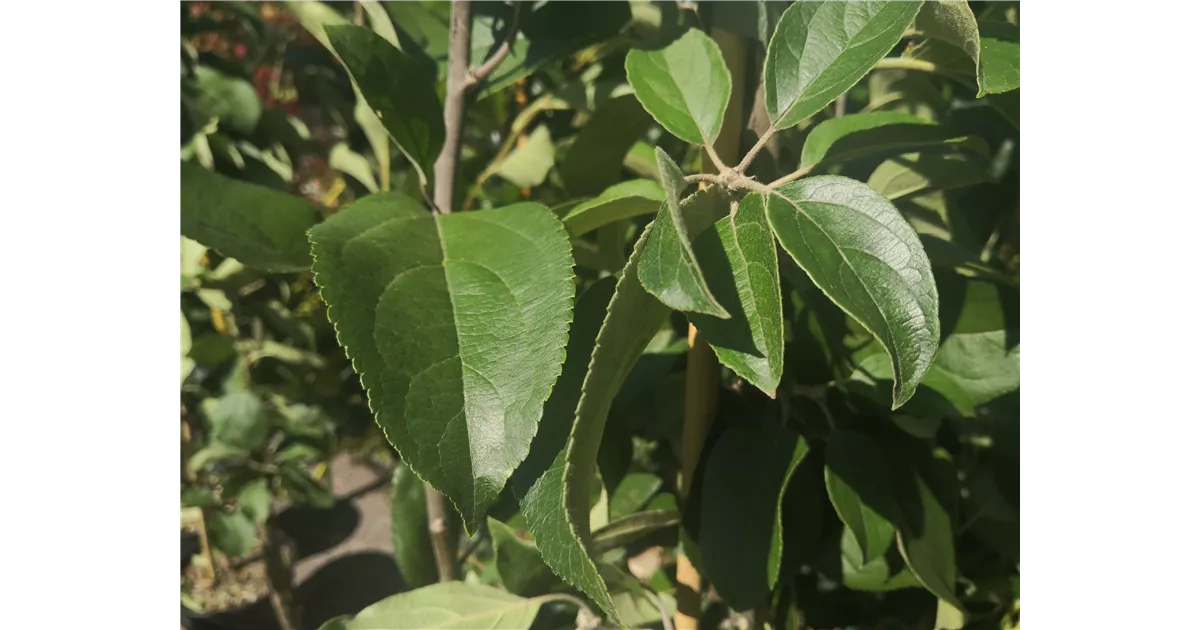 Obstbäume Mauk Gartenwelt