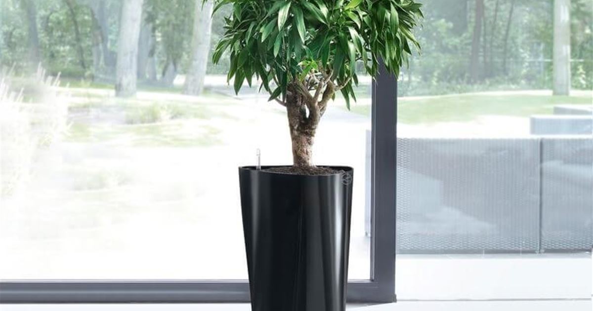 Lechuza Blumentopf Delta Premium 30 Komplettset - Schwarz - Mauk Gartenwelt