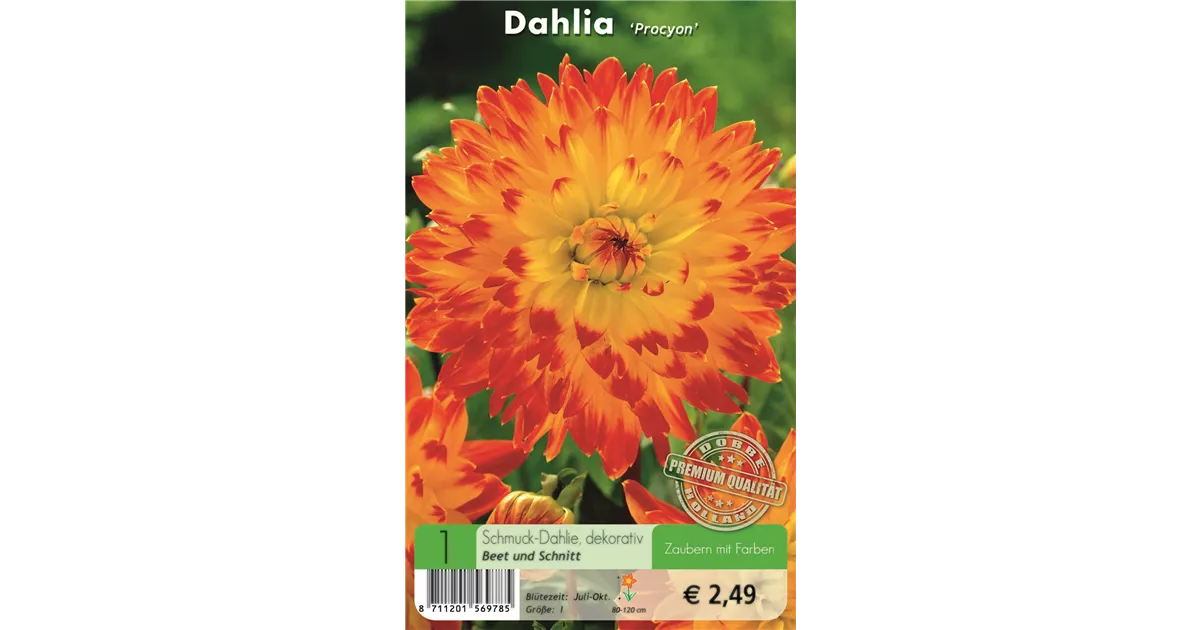 Dahlie Procyon rotgelb, Blumenzwiebeln