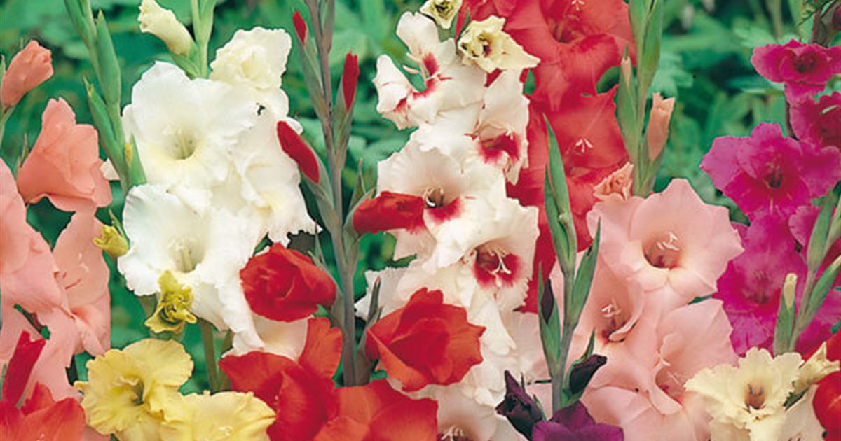 Blumenzwiebeln Grossblütige Gladiolen Mischung - 25 Stück - Mauk Gartenwelt