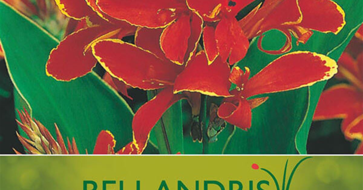 Bellandris Blumenzwiebeln Indisches Blumenrohr Canna Indica Lucifer 1