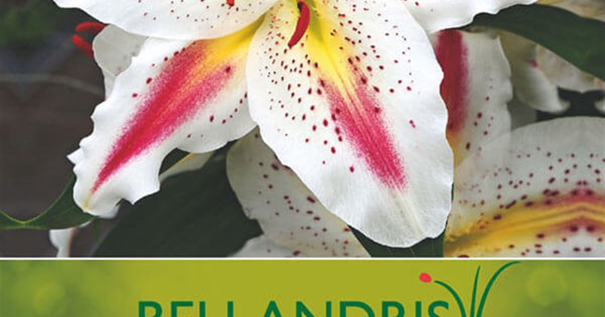 Bellandris Blumenzwiebeln Orientalische Lilien Playtime 2 Stück - Weiß