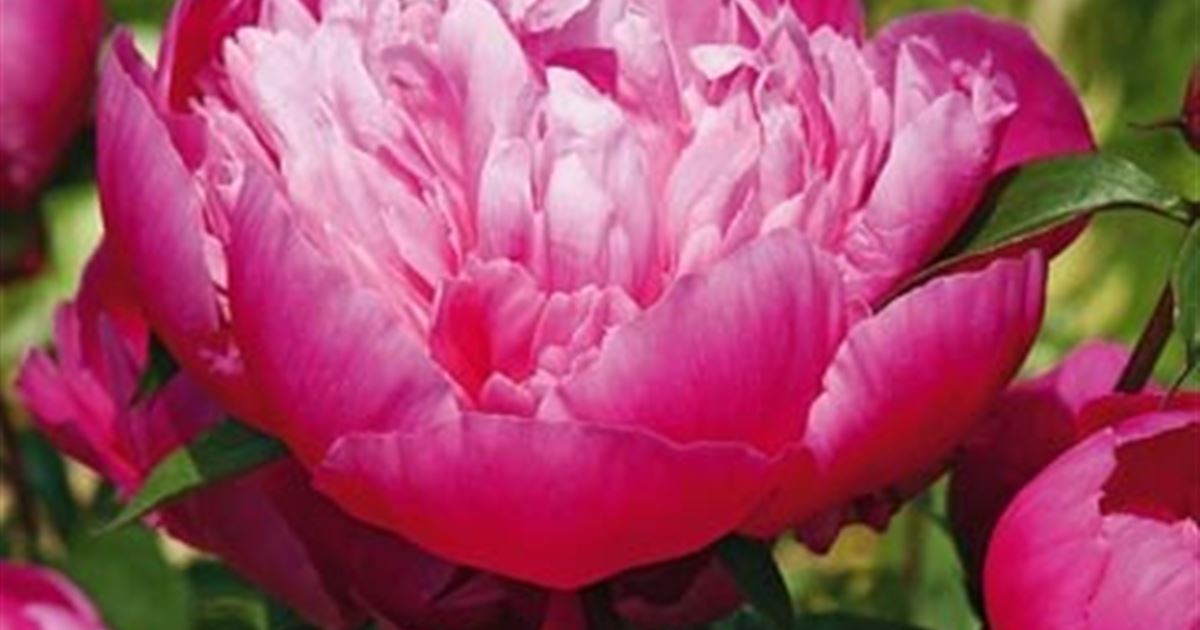Blumenzwiebeln Pfingstrosen Paeonia Pink Cameo - 1 Stück - Mauk Gartenwelt