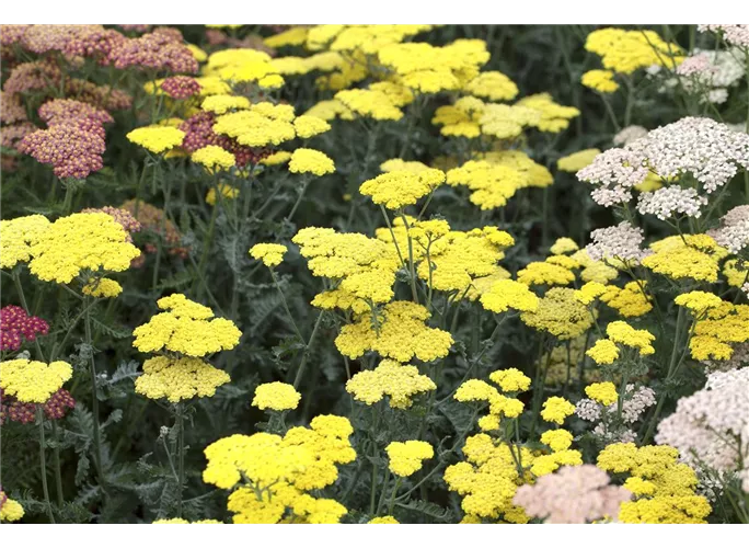 Garten Goldquirl Garbe Moonshine Achillea Clypeolata Moonshine