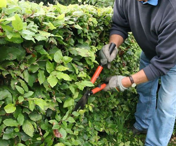 46+ Pflanzen Mauk Obstbäume, Gestalte deinen garten nach deinen.