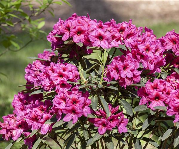 Mächtig und prächtig! Der vielseitige Rhododendron im Garten Mauk