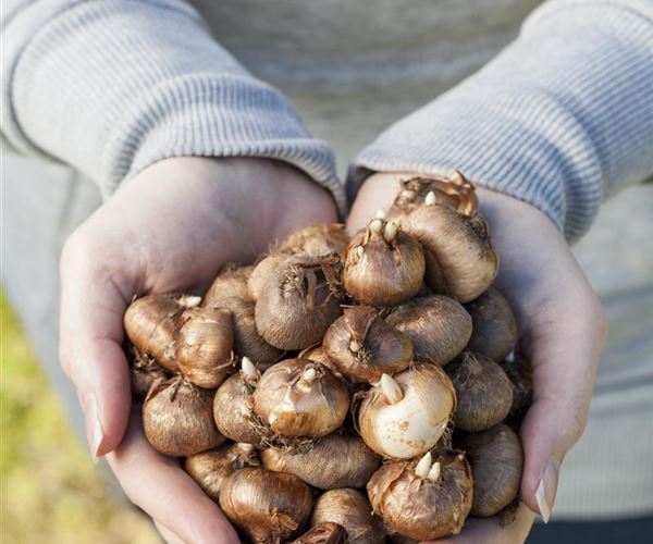 Nicht winterharte Zwiebel und Knollenblumen überwintern Mauk Gartenwelt