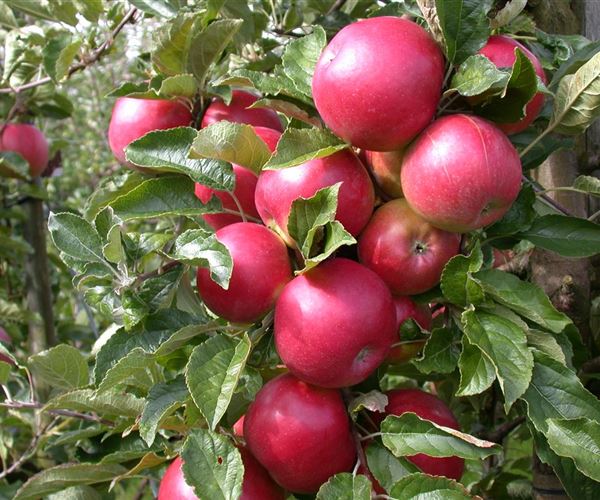 Obstbäume richtig pflanzen und erfolgreich zurückschneiden Mauk