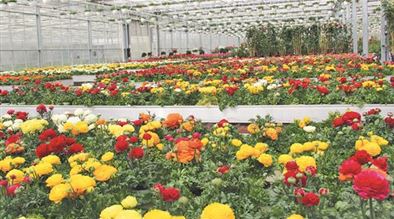 Mauk Gartenwelt in KarlsruheGrötzingen Pflanzen Mauk Blumenparadies