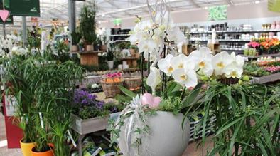 Mauk Gartenwelt in KarlsruheGrötzingen Pflanzen Mauk Blumenparadies
