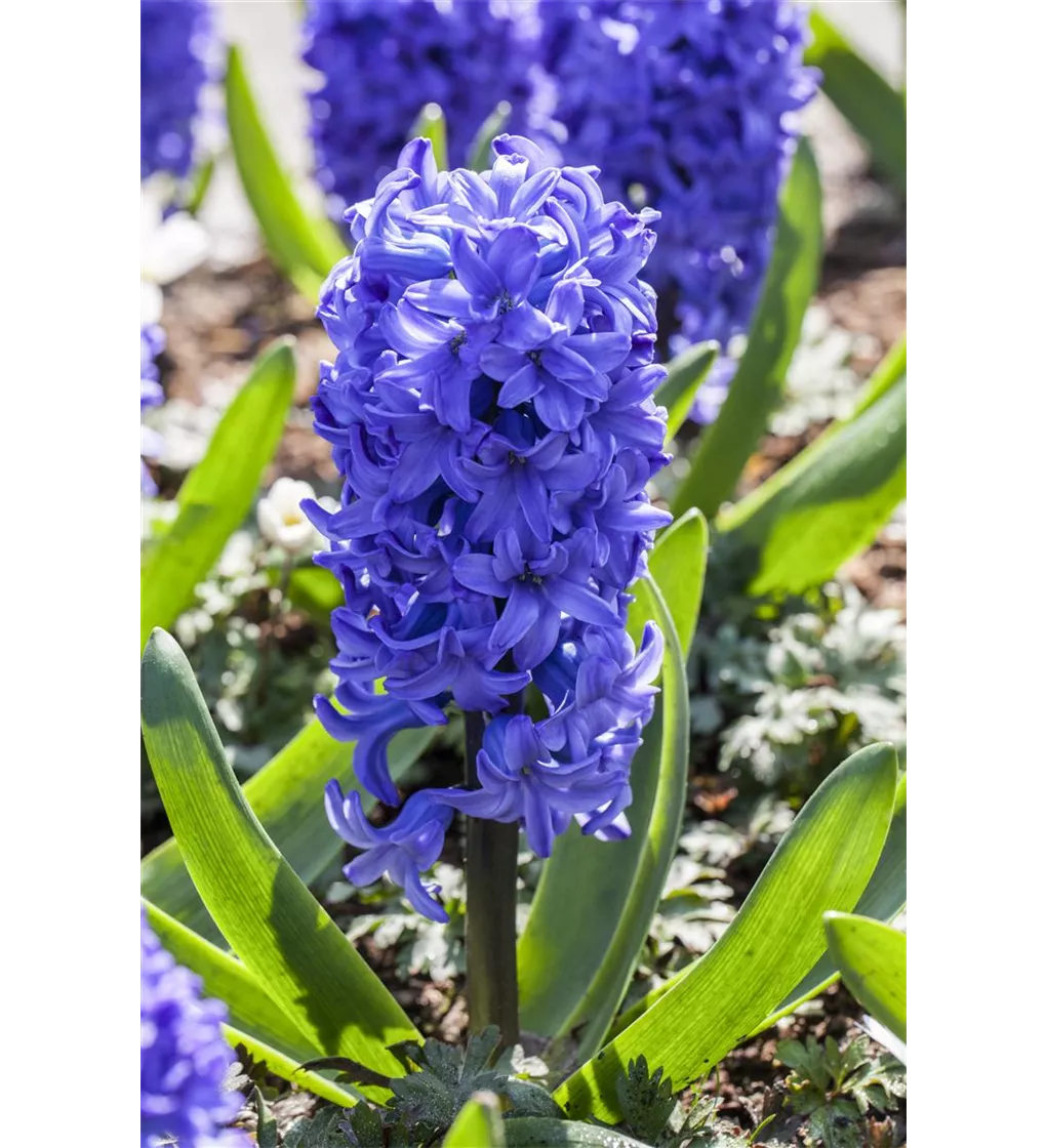 hyazinthe 'delft blue', hyacinthus orientalis 'delft blue'