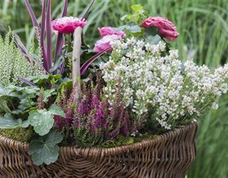 Gartenkalender: Welche Gartenarbeit steht an? - Pflanzen Mauk