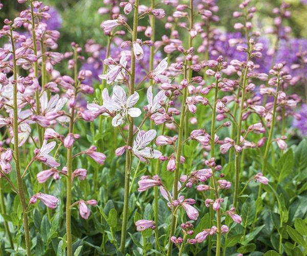 Das Blumenbeet Die schönsten Beetpflanzen für den Garten