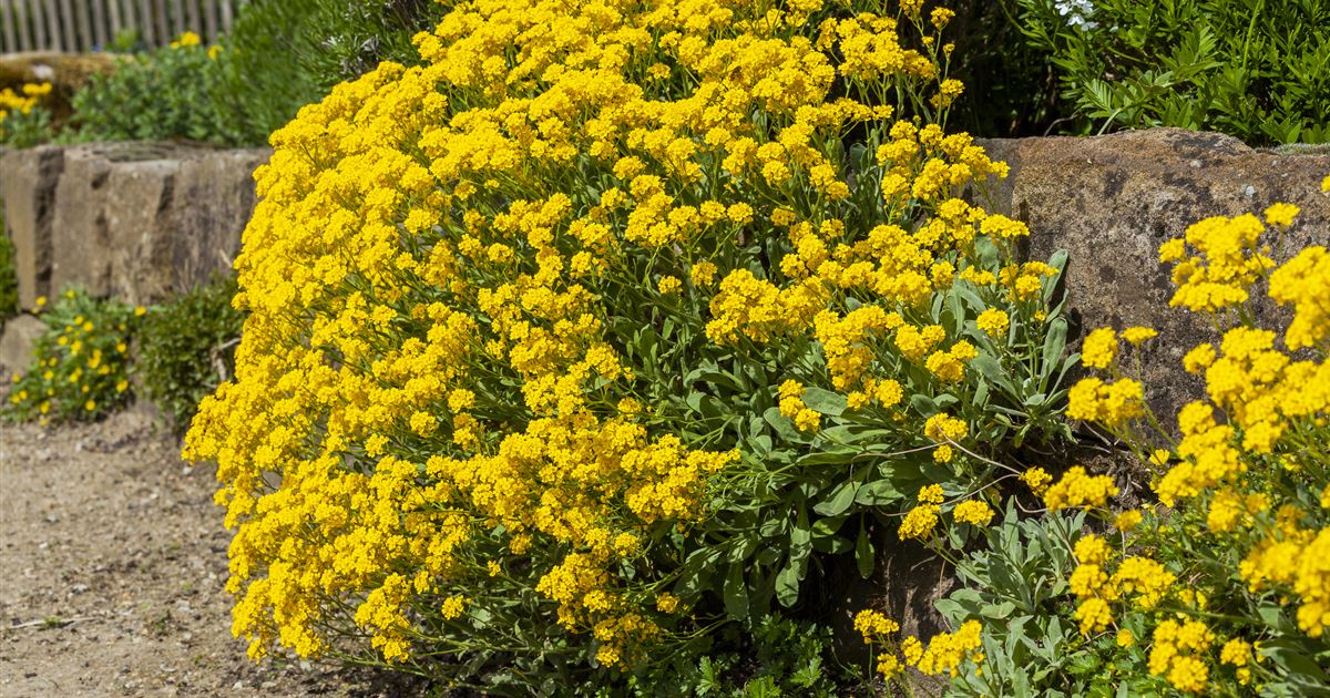 Felsen-Steinkraut &lsquo;Goldkörbchen&rsquo;, Aurinia saxatilis &lsquo;Goldkörbchen&rsquo;