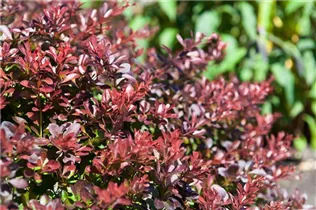 Berberis thunbergii 'Atropurpurea Nana' - Kleine Blutberberitze 'Atropurpurea Nana' Berberis thunbergii 'Atropurpurea Nana' - Kleine Blutberberitze 'Atropurpurea Nana'