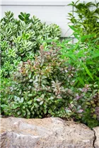 Berberis thunbergii 'Atropurpurea Nana' - Kleine Blutberberitze 'Atropurpurea Nana' Berberis thunbergii 'Atropurpurea Nana' - Kleine Blutberberitze 'Atropurpurea Nana'