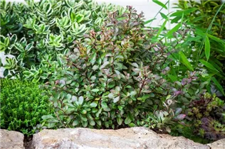 Berberis thunbergii 'Atropurpurea Nana' - Kleine Blutberberitze 'Atropurpurea Nana' Berberis thunbergii 'Atropurpurea Nana' - Kleine Blutberberitze 'Atropurpurea Nana'