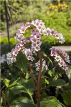 Bergenia cordifolia - Altai-Bergenie Bergenia cordifolia - Altai-Bergenie