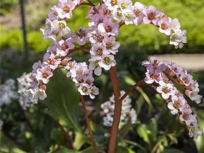 Bergenia cordifolia - Altai-Bergenie Bergenia cordifolia - Altai-Bergenie