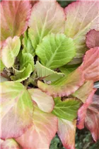 Bergenia cordifolia - Altai-Bergenie Bergenia cordifolia - Altai-Bergenie
