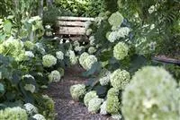 - Pflanzpartner für Hortensien – Ideen für den Garten  - Pflanzpartner für Hortensien – Ideen für den Garten