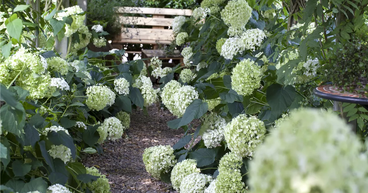  - Pflanzpartner für Hortensien – Ideen für den Garten
