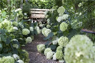 Hydrangea arborescens 'Annabelle' - Ballhortensie 'Annabelle'