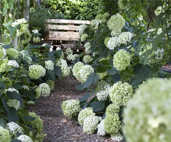 - Pflanzpartner für Hortensien – Ideen für den Garten  - Pflanzpartner für Hortensien – Ideen für den Garten