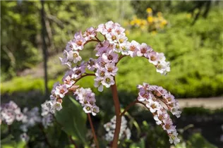 Bergenia cordifolia - Altai-Bergenie Bergenia cordifolia - Altai-Bergenie