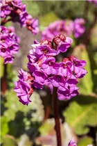 Bergenia cordifolia - Altai-Bergenie Bergenia cordifolia - Altai-Bergenie