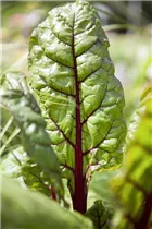 Beta vulgaris var. cicla - Blatt-Mangold Beta vulgaris var. cicla - Blatt-Mangold