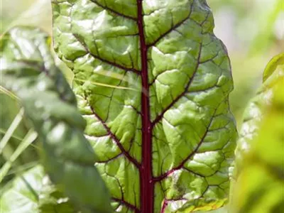 Beta vulgaris var. cicla 'Charlotte' - Blatt-Mangold 'Charlotte' Beta vulgaris var. cicla 'Charlotte' - Blatt-Mangold 'Charlotte'