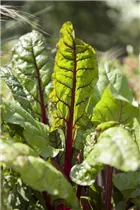 Beta vulgaris var. cicla - Blatt-Mangold Beta vulgaris var. cicla - Blatt-Mangold