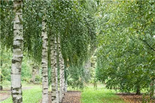 Betula pendula - Sandbirke