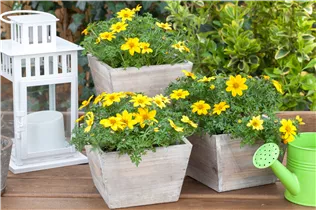 Bidens ferulifolia - Goldmarie