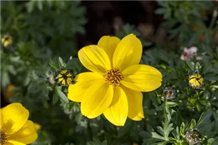 Bidens ferulifolia - Goldmarie