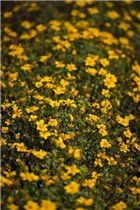 Bidens ferulifolia - Goldmarie