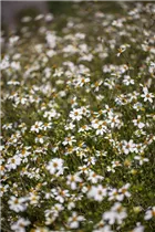 Bidens ferulifolia - Goldmarie