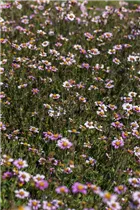 Bidens ferulifolia - Goldmarie