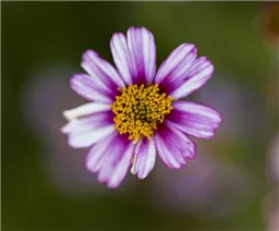 Bidens ferulifolia - Goldmarie