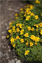 Bidens ferulifolia - Goldmarie