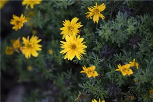 Bidens ferulifolia - Goldmarie