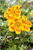 Bidens ferulifolia 'BeeDance'® - Goldmarie 'BeeDance'®