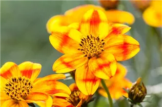 Bidens ferulifolia 'BeeDance'® - Goldmarie 'BeeDance'®