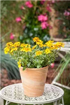 Bidens ferulifolia 'BeeDance'® - Goldmarie 'BeeDance'®